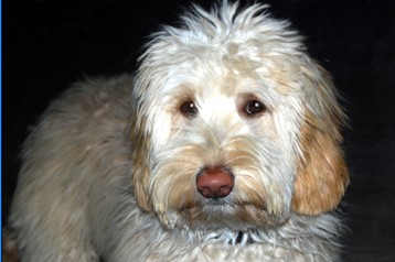 alberta labradoodle